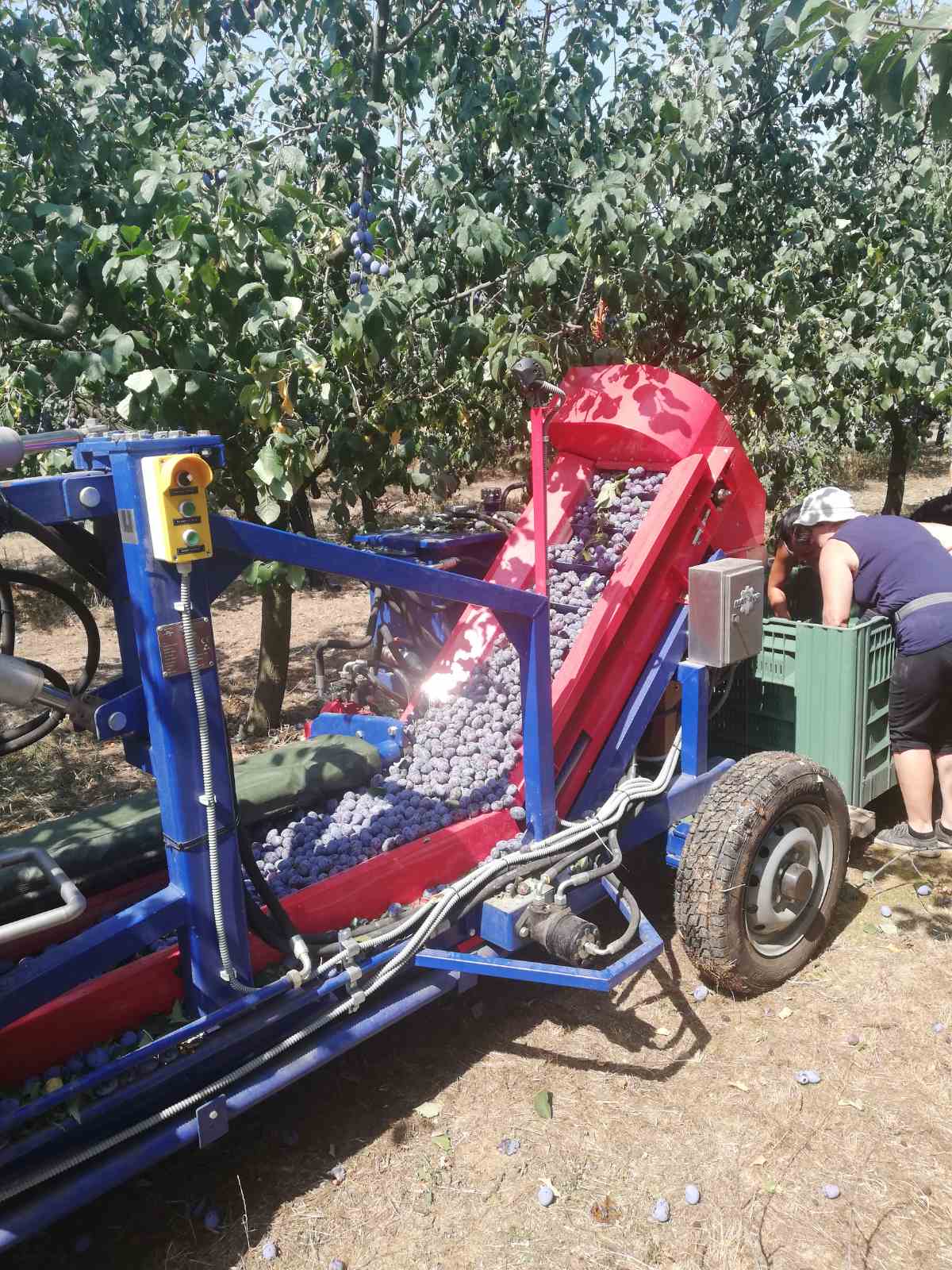 Berba šljiva sa strojem za berbu