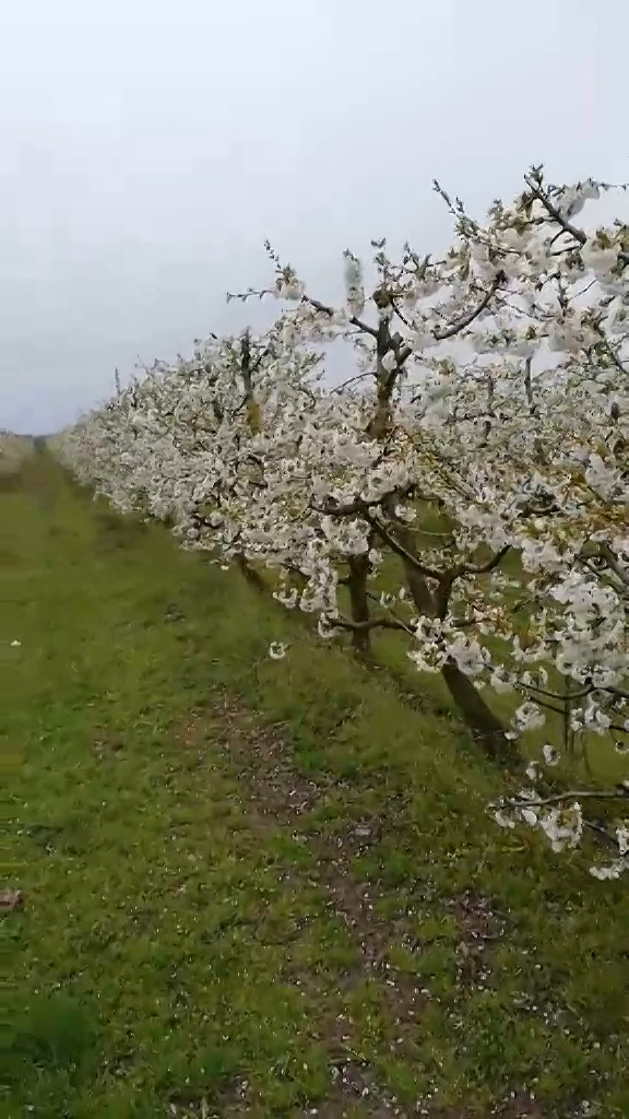 Vocnjak u proljeće - prvi video