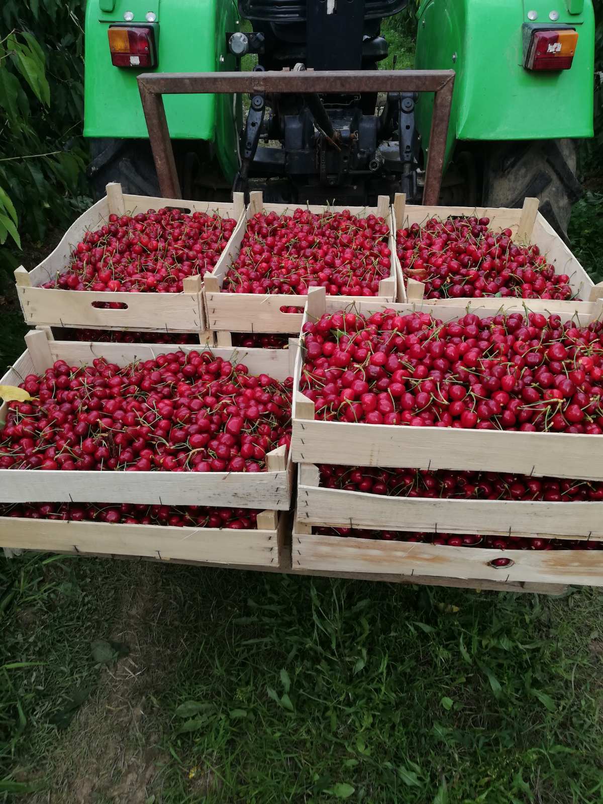 Trešnje u gajbicama na stražnjem dijelu traktora